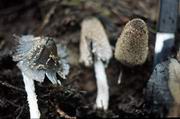 Coprinus lagopus.
